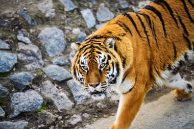 Arka planda güzel Amur kaplanı