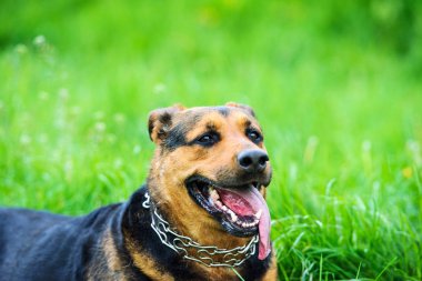 Yeşil çimenlikteki köpek