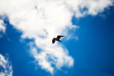 Mavi gökyüzünde uçan martılar.