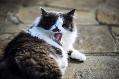 Şirin kedi, seçici odaklanma.