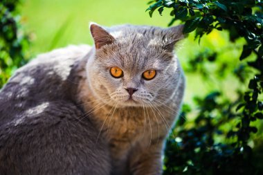 beautiful cat walking in the garden in summer