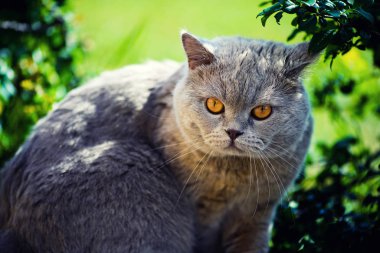 beautiful cat walking in the garden in summer