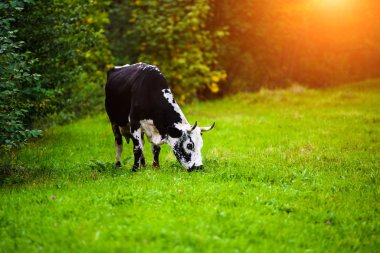 İnekler yeşil bir alanda otluyor.