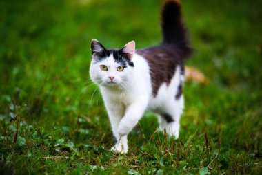 Arka planda güzel bir kedi hayvan