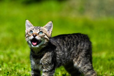 Şirin kedi, seçici odaklanma.