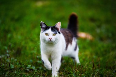 Arka planda güzel bir kedi hayvan