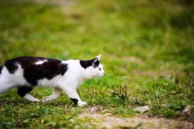 Arka planda güzel bir kedi hayvan