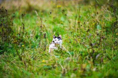 Çimenler arasında kedi avı