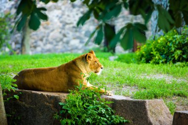 Hayvanat bahçesindeki dişi aslan.