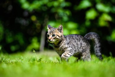 Yeşil çimlerin üzerinde küçük sevimli bir kedi yavrusu