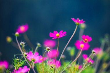güzel bahar çiçekleri arka plan