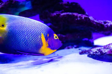 Harika ve güzel sualtı dünya mercan ve tropica