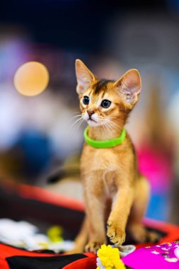 Arka planda sevimli bir kedi yavrusu