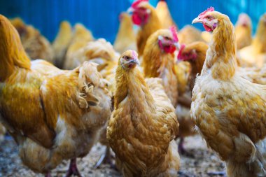 bir çiftlikte tavuk