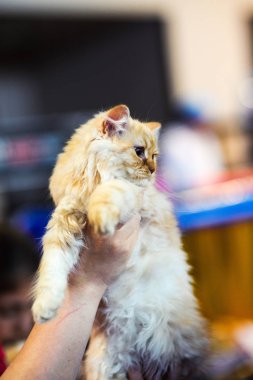 Şirin kedi, seçici odaklanma.