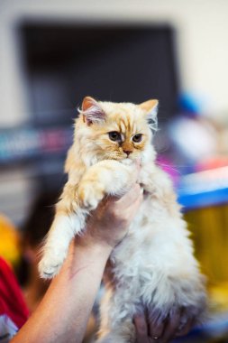 Şirin kedi, seçici odaklanma.