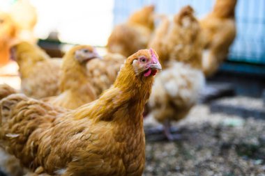 bir çiftlikte tavuk