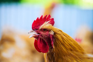 bir çiftlikte tavuk