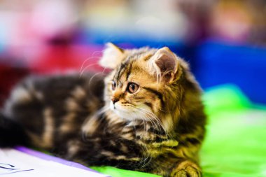 Arka planda sevimli bir kedi yavrusu