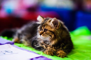 Şirin kedi, seçici odaklanma.