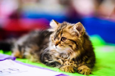 Arka planda sevimli bir kedi yavrusu