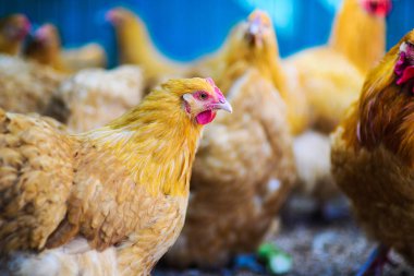 bir çiftlikte tavuk