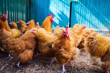 bir çiftlikte tavuk