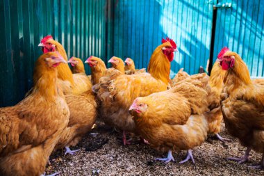 bir çiftlikte tavuk