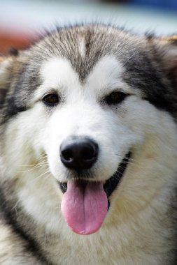 Husky köpek