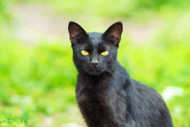 Şirin kedi, seçici odaklanma.