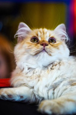 Şirin kedi, seçici odaklanma.