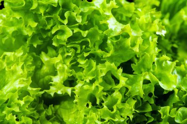 siyah arka plan üzerine izole taze yeşil salata