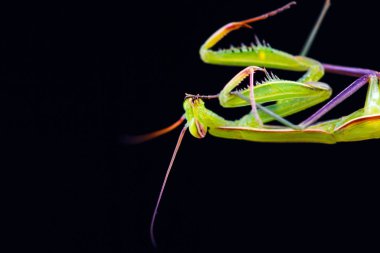 Siyah arkaplan üzerine peygamberdevesi (Mantid dini)