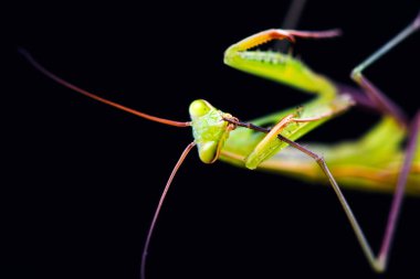 Siyah arkaplan üzerine peygamberdevesi (Mantid dini)