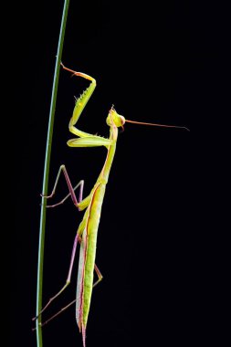 Siyah arkaplan üzerine peygamberdevesi (Mantid dini)