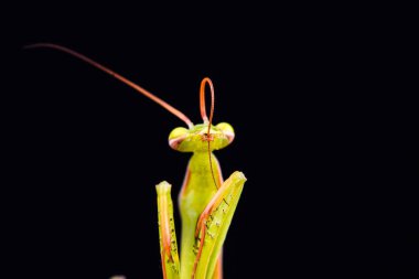 Siyah arkaplan üzerine peygamberdevesi (Mantid dini)
