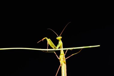 Siyah arkaplan üzerine peygamberdevesi (Mantid dini)