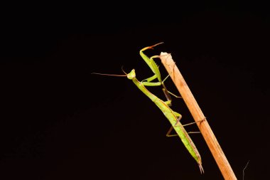 Siyah arkaplan üzerine peygamberdevesi (Mantid dini)