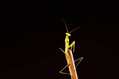 Siyah arkaplan üzerine peygamberdevesi (Mantid dini)
