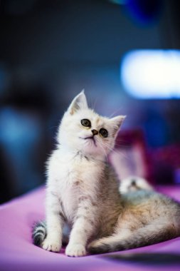 şirin kedi yavrusu portresi