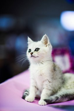 şirin kedi yavrusu portresi