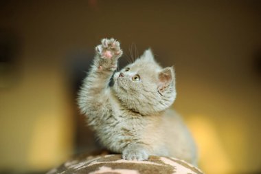 Arka planda sevimli bir kedi yavrusu