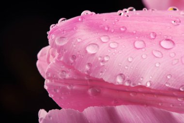 güzel bahar çiçekleri arka plan