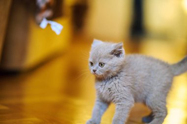 Arka planda sevimli bir kedi yavrusu