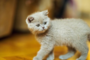 Arka planda sevimli bir kedi yavrusu