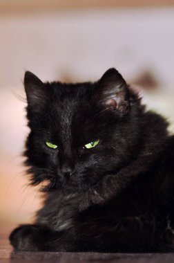 Şirin kedi, seçici odaklanma.