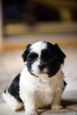 Shih tzu yavrusu