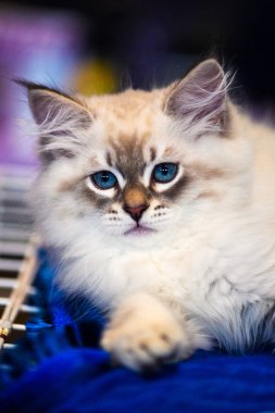 Şirin kedi, seçici odaklanma.