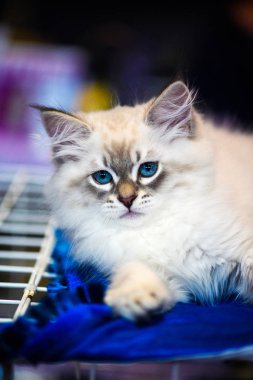 Şirin kedi, seçici odaklanma.