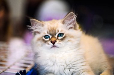 Arka planda sevimli bir kedi yavrusu